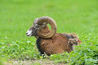 国产掌机AYANEO AIR Pro发布 顶配版售价7699元